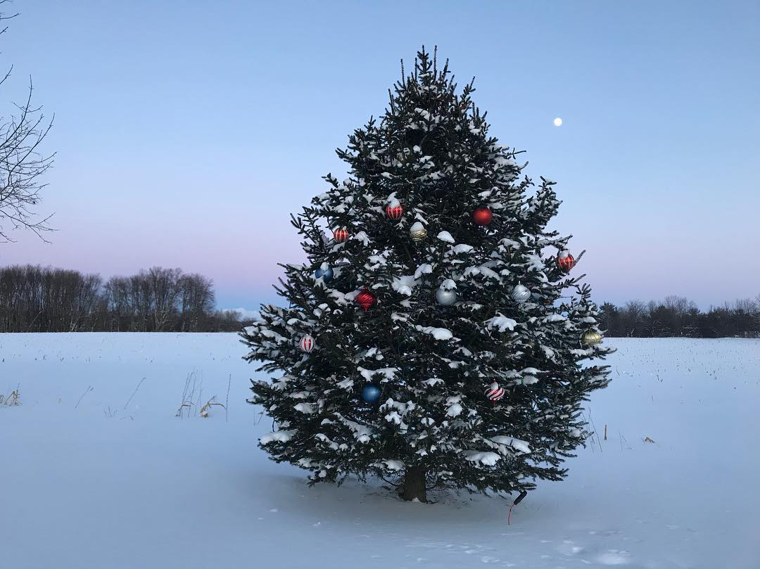 Beautiful Outdoor Christmas Tree