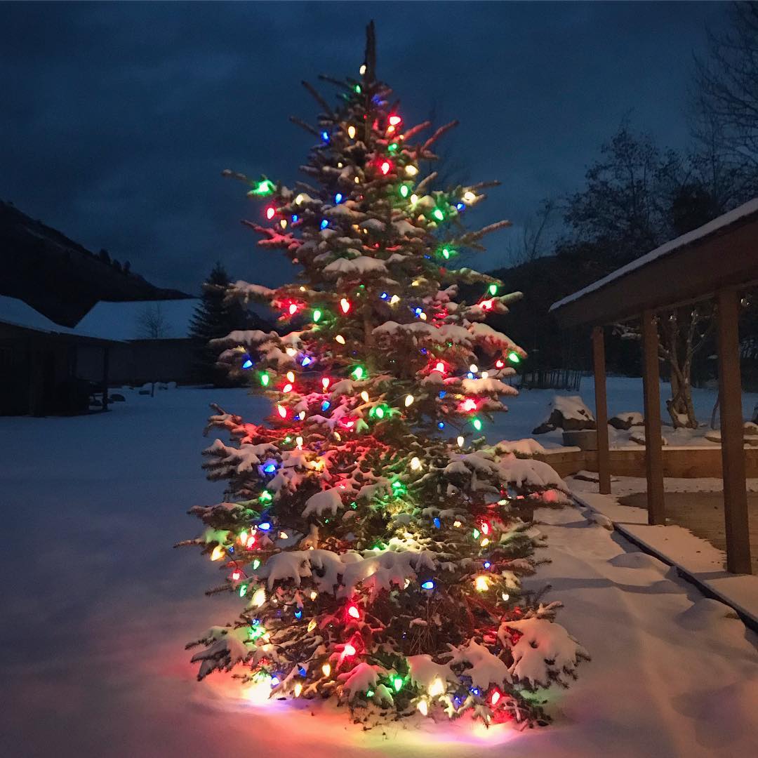 Outdoor Christmas Tree