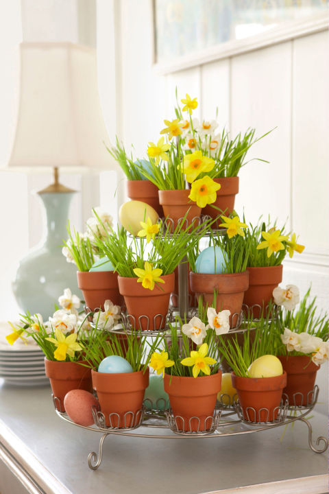 Tiered Daffodils