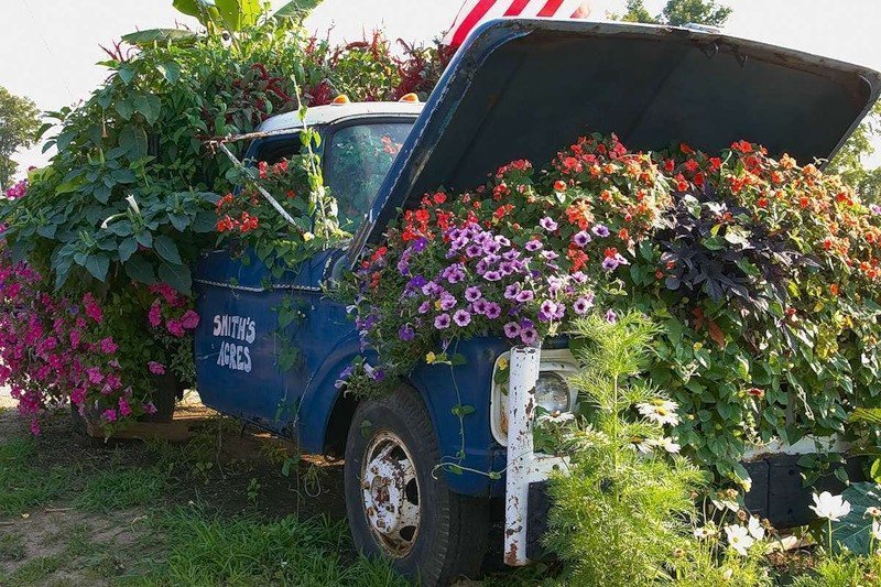 Flower bed of the car