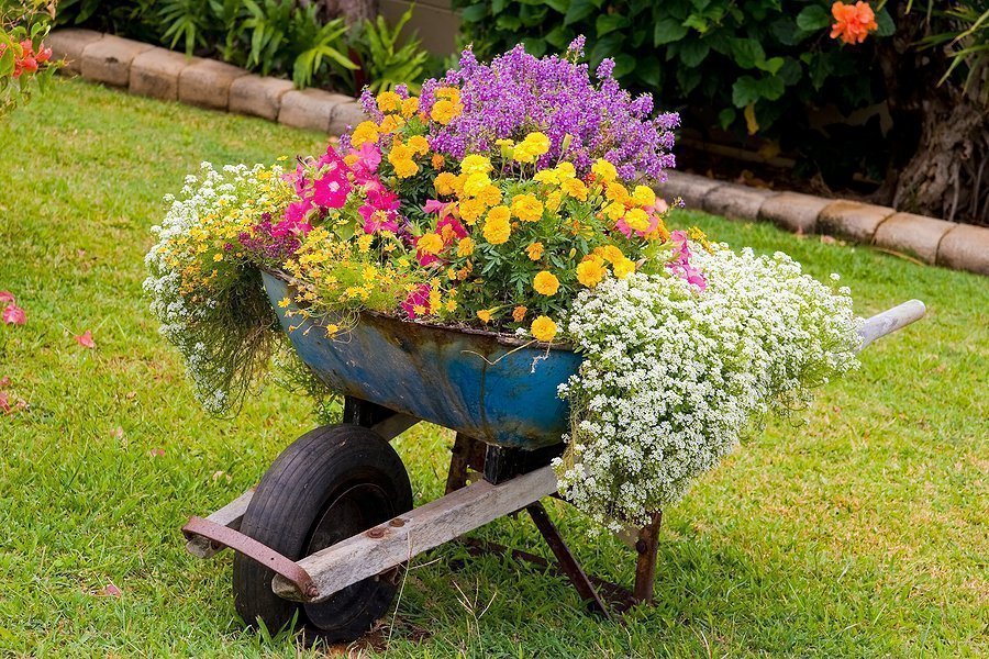 Flower garden of a wheelbarrow