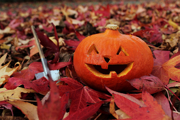 Pumpkins for Halloween