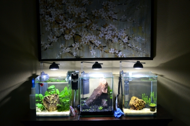 Nano Aquariums