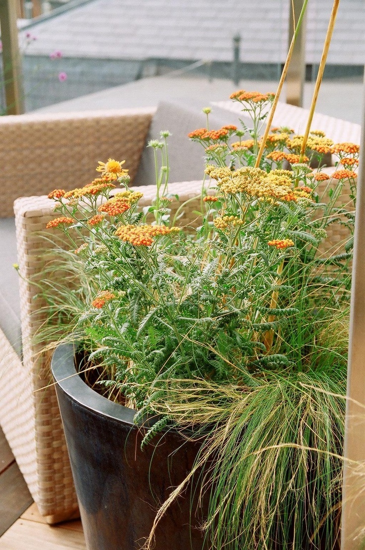 Plants bring a piece of nature on the roof!