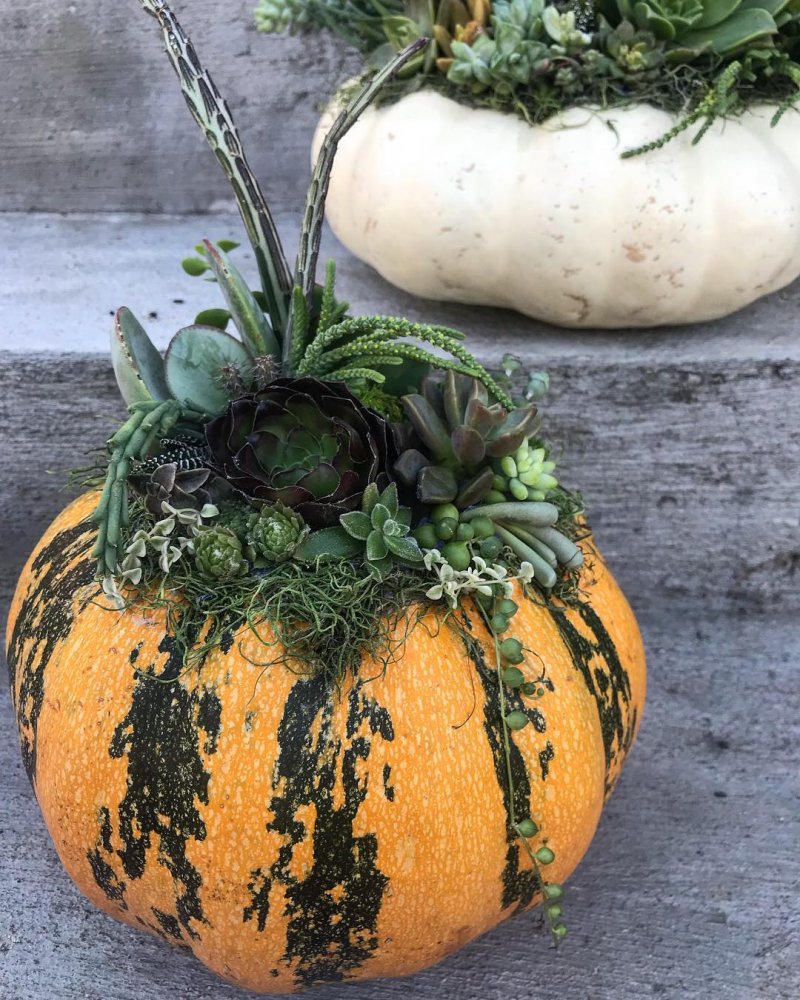 A SucculentPumpkin makes the perfect centerpiece for holiday dining!