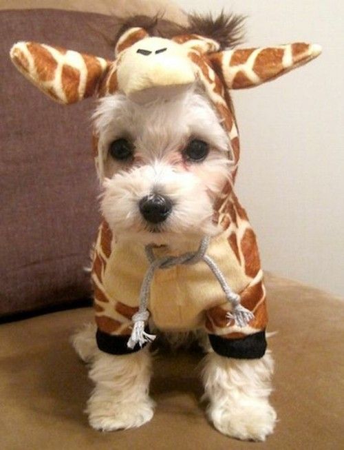 Adorable Puppy Giraffe Costume For Halloween - Halloween Costumes for Pets