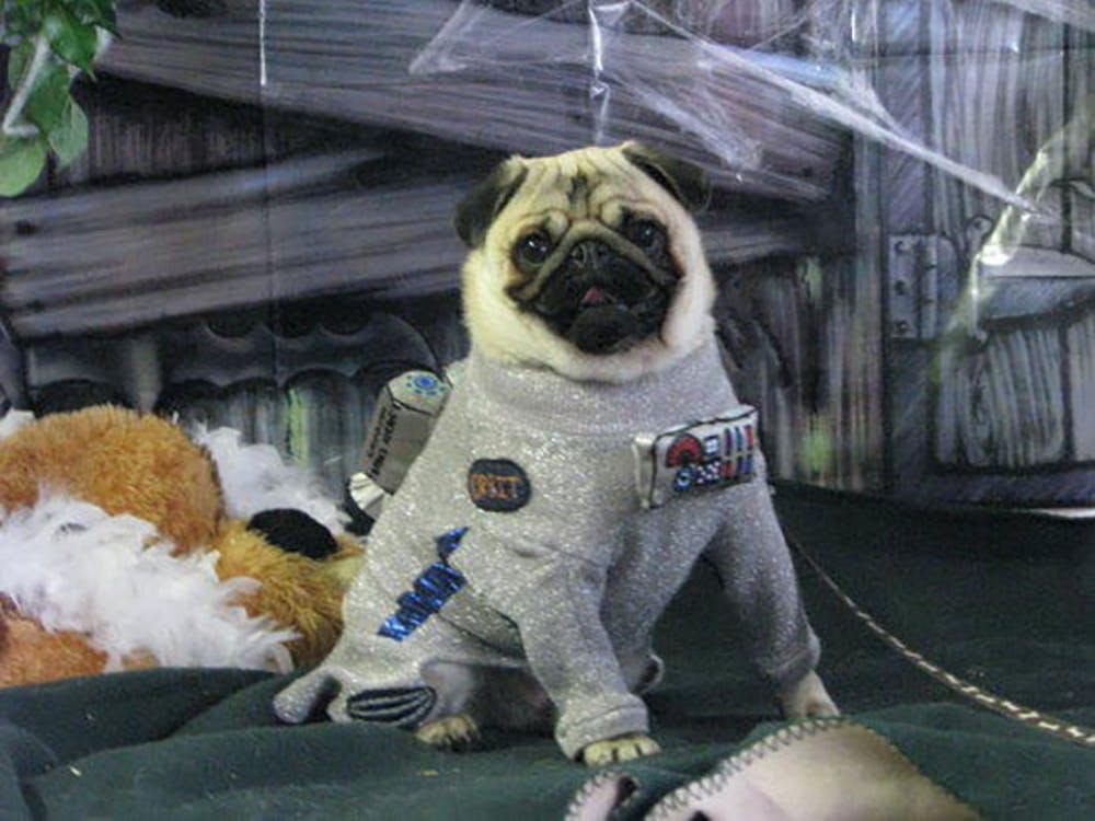 Astronaut Pug