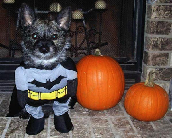 Batman Pup