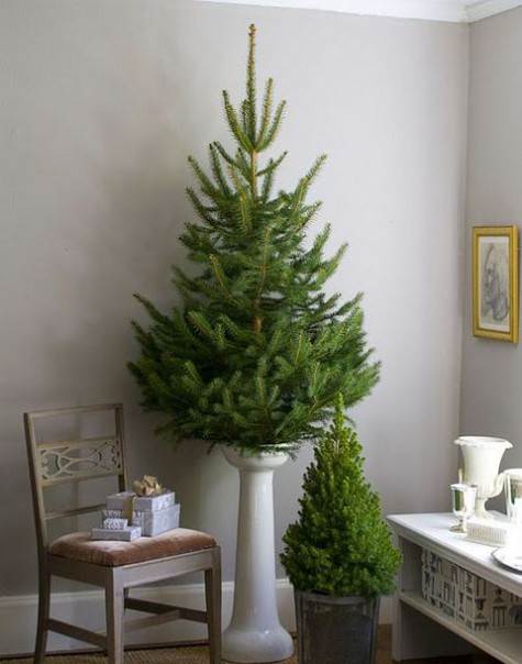 #Small #Christmas #Tree Christmas tree without any decor