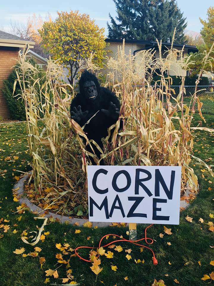 Corn Maze Level
