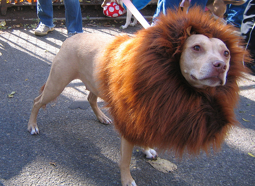 Dog Dressed As Lion For Halloween