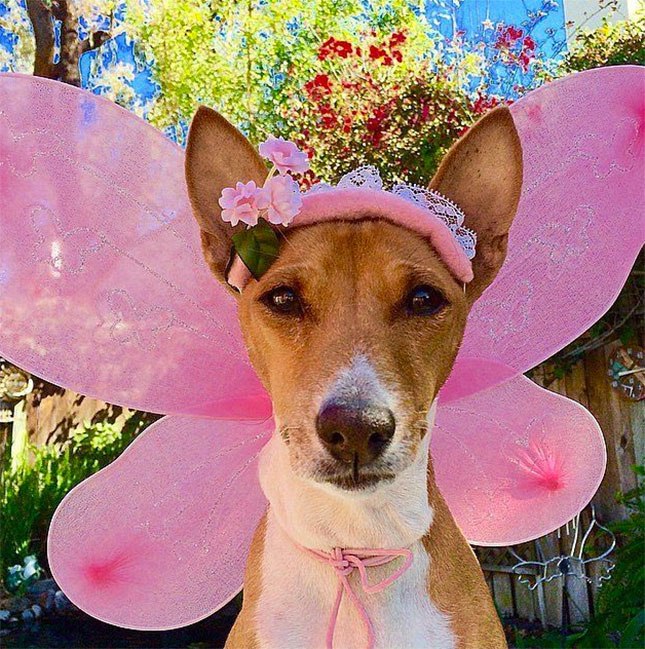 Fairy Dog 