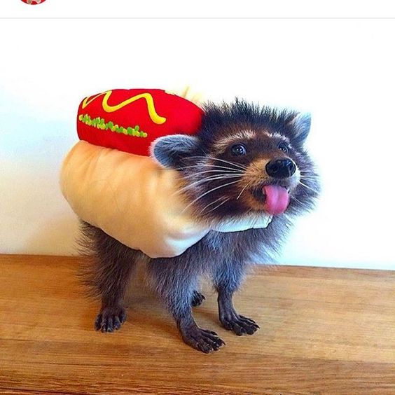 Hot dog pet costume