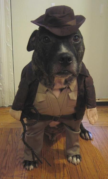 Indiana Jones Pup Halloween Costume