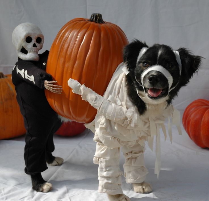 Mummy Dog And His Skeleton Friend With Pumpkin - Halloween Costumes for Pets