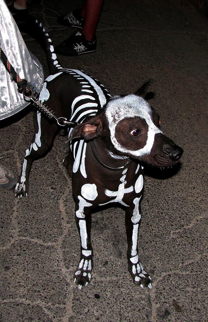Painted Skeleton Dog Costume For Halloween - Halloween Costumes for Pets