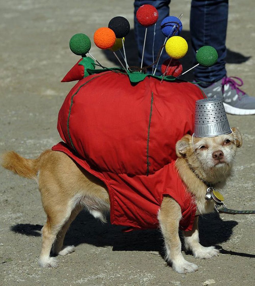 Pin Cushion Dog - Best Halloween Costumes for Pets