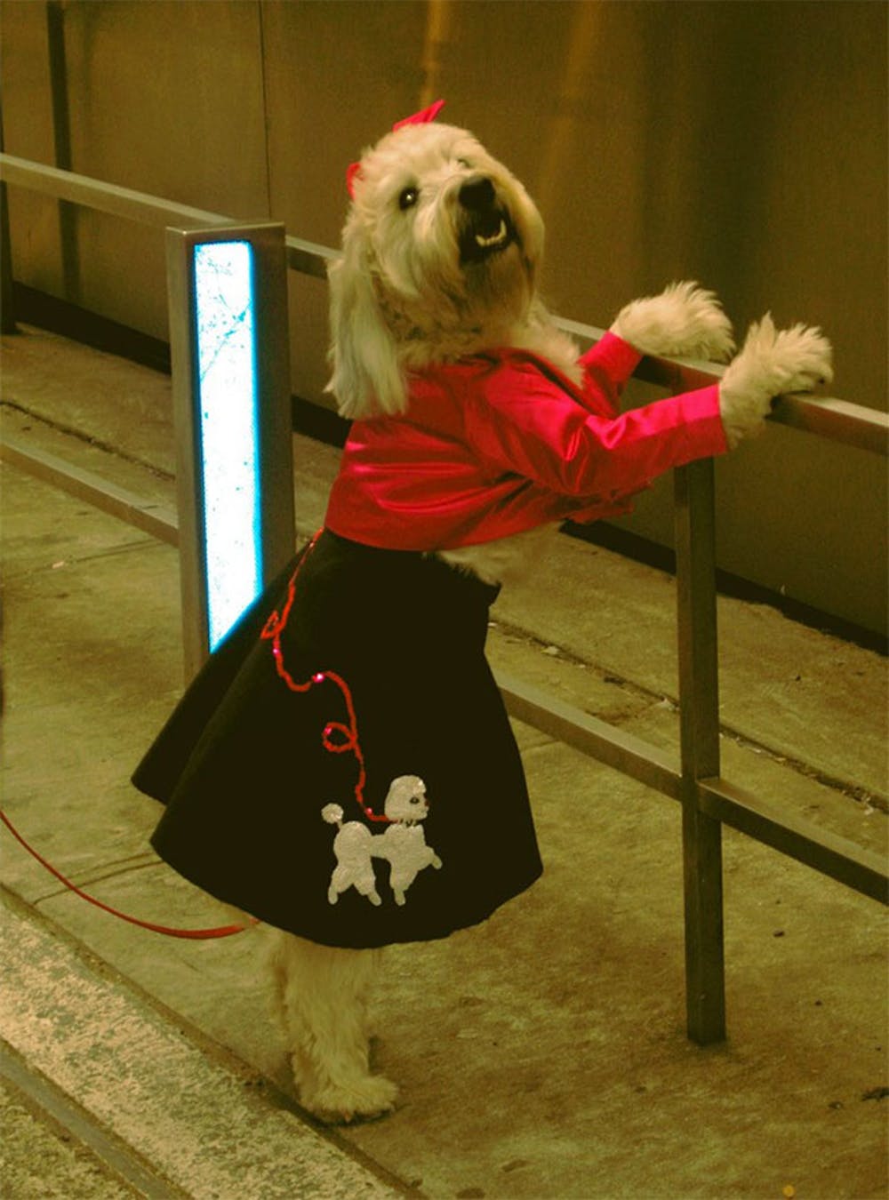 Poodle Skirt Dog