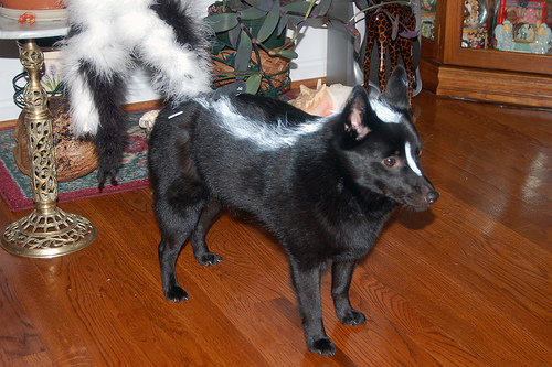 Simple Homemade Dog As A Skunk Costume