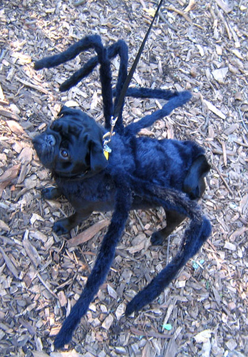Spider Dog
