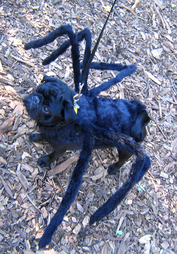 Spider Dog