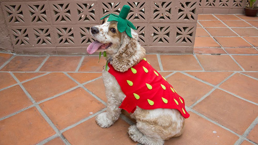 Strawberry Dog - Best Halloween Costumes for Pets
