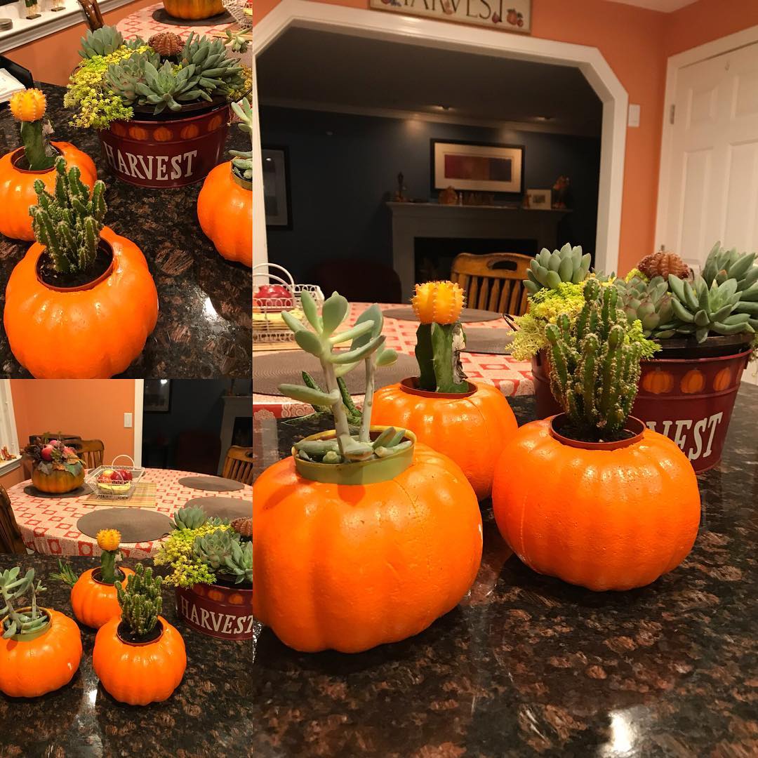 Succulents Pumpkin Crafts 
