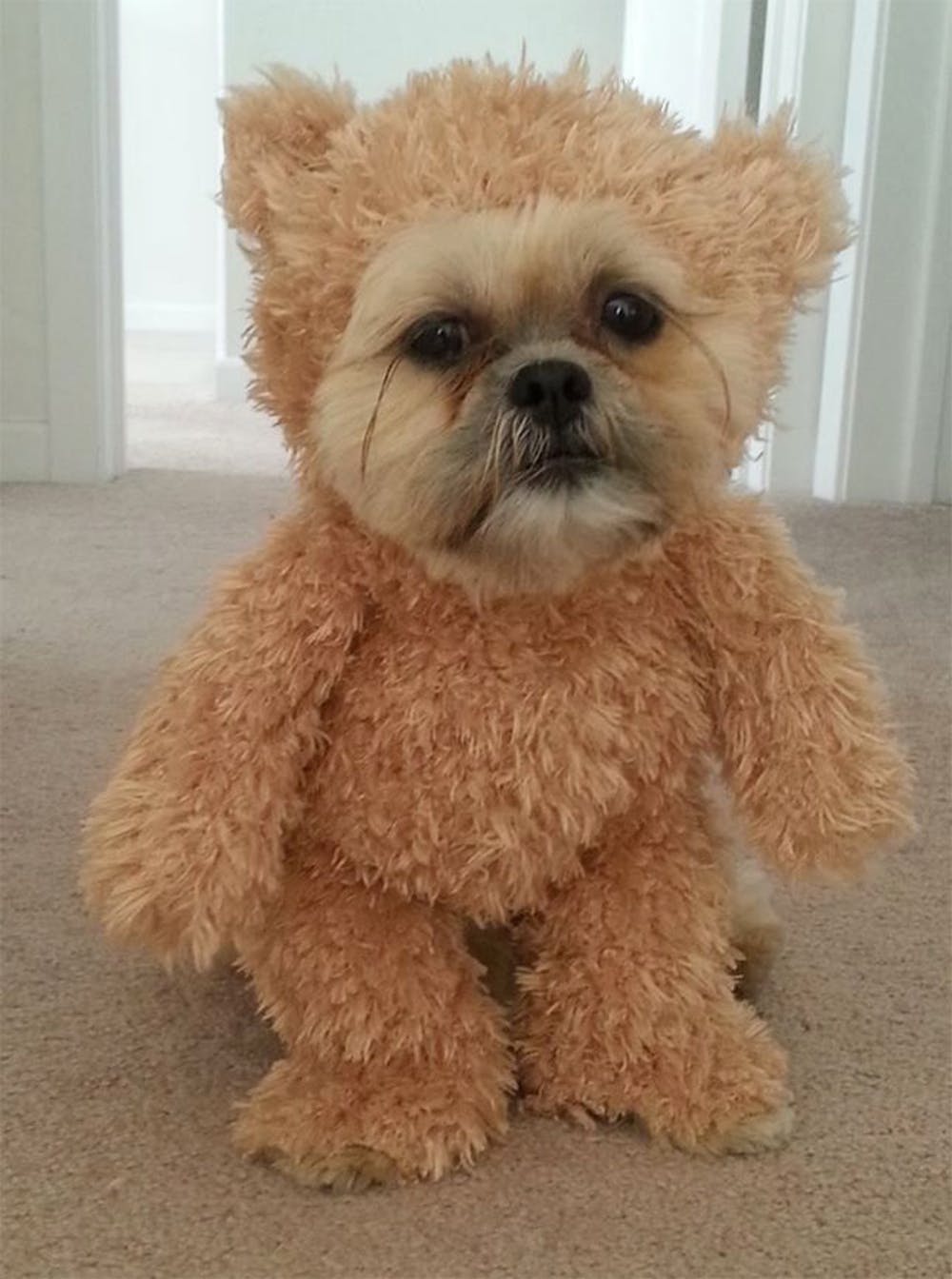 Teddy Bear Dog - Best Halloween Costumes for Pets