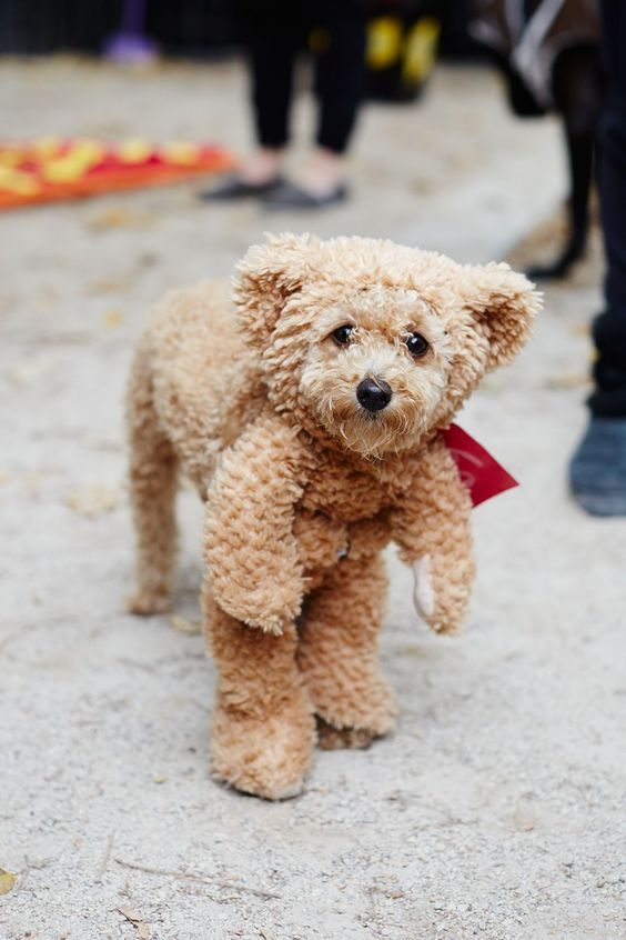 Walking Teddy Bear Costume