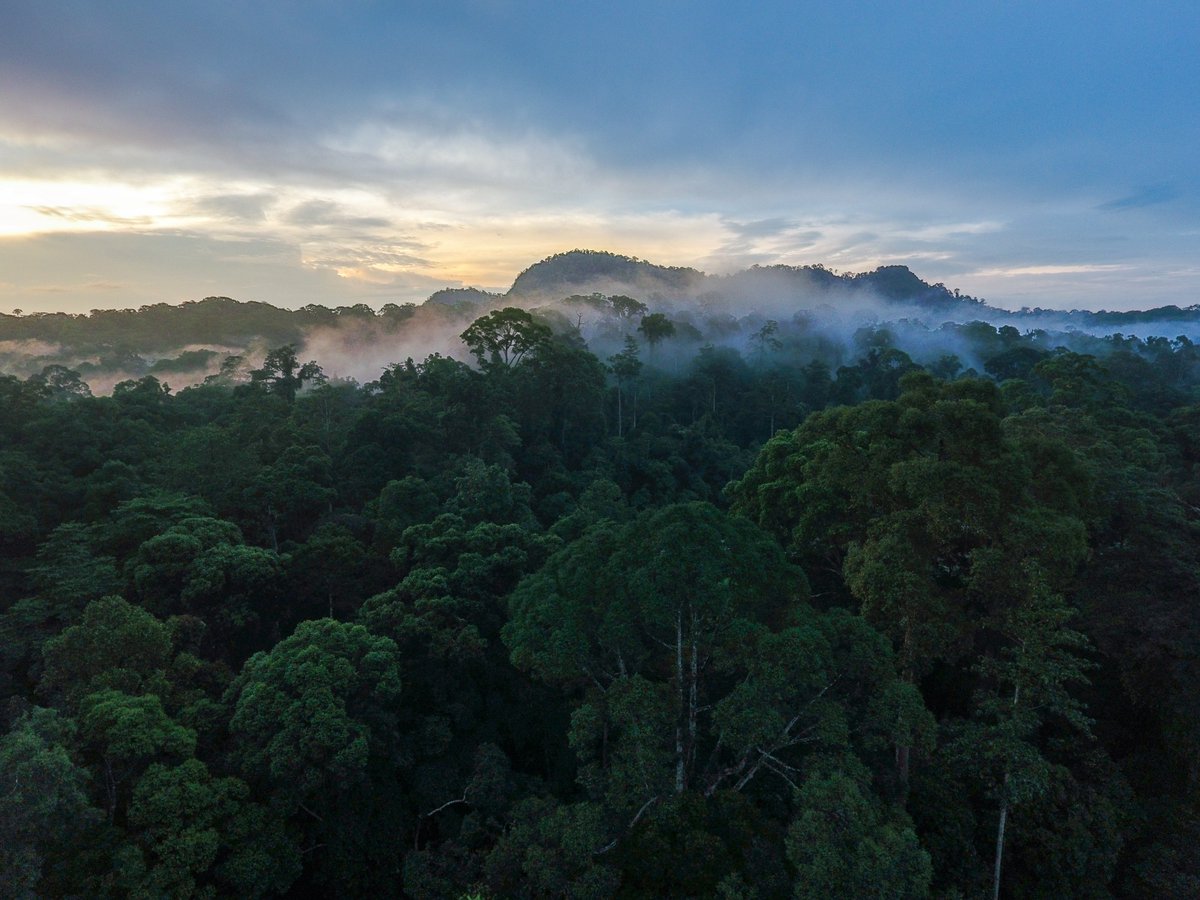 Amazon Rainforest