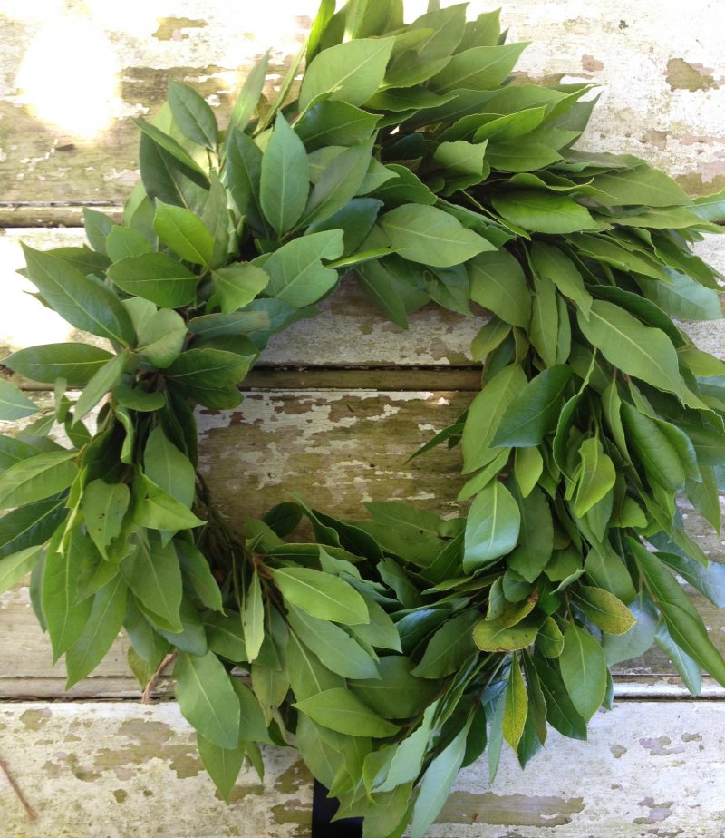 Bay Leaf Wreath.