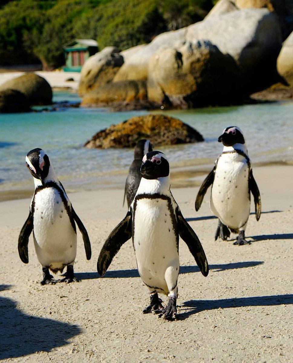 Boulder Beach, Cape Town.