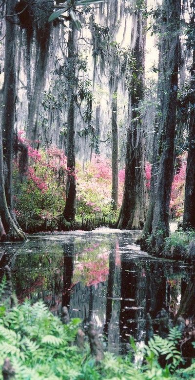 Cypress Gardens North Charleston South Carolina.