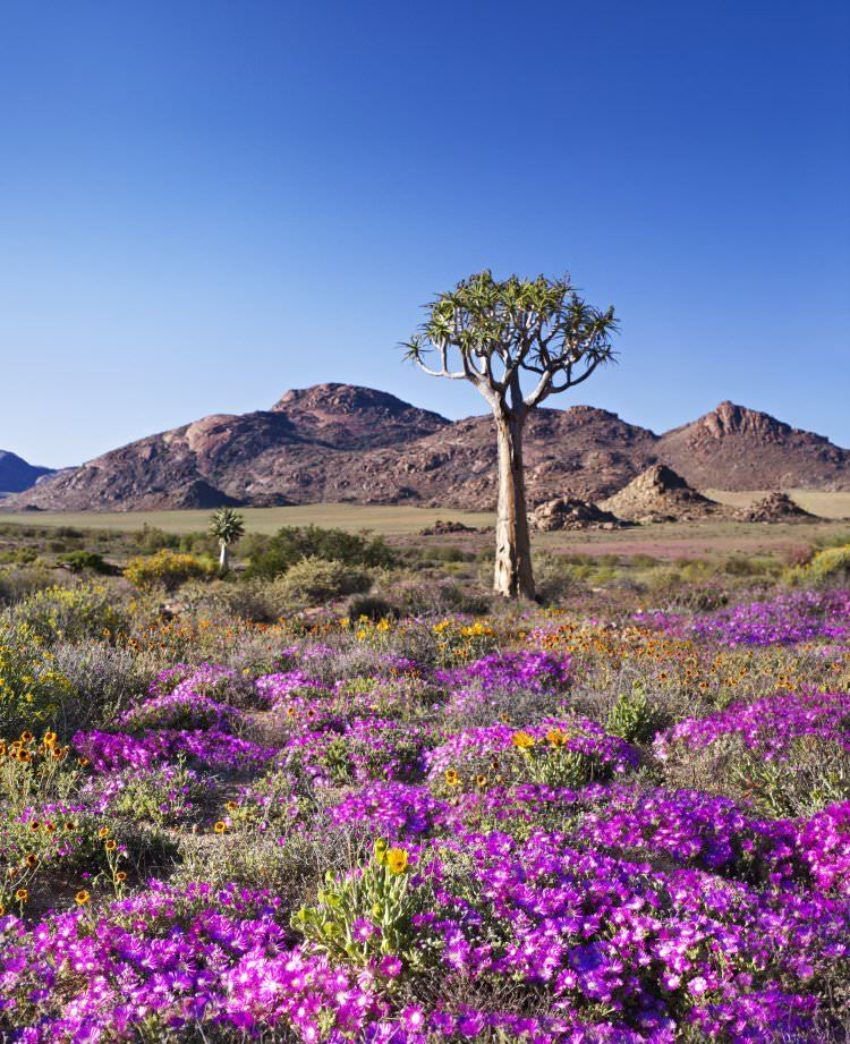 Goegap Nature Reserve.