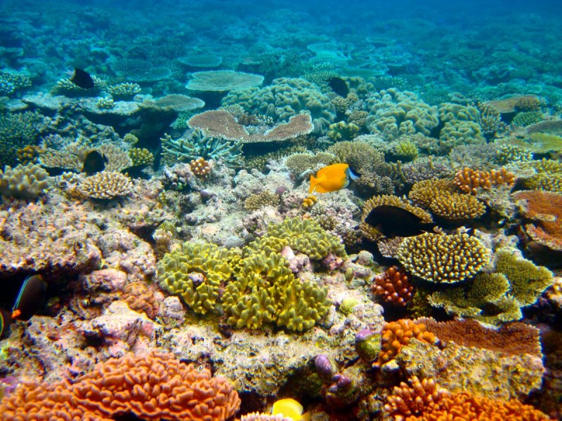 Great Barrier Reef, Australia.