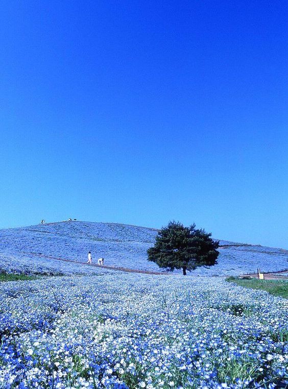 Hitachi Seaside Park, Ibaraki, Japan.