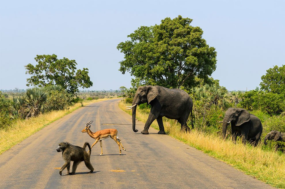 Kruger National Park.
