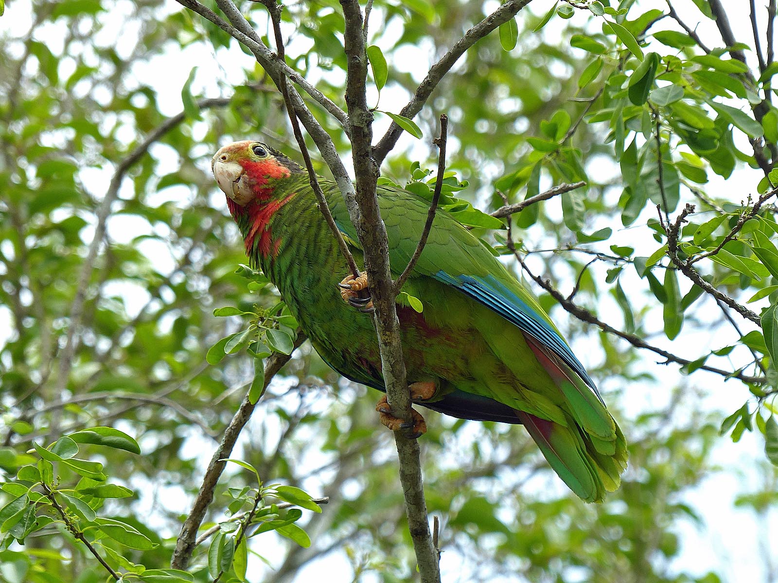 Look for Cayman Brac Parrot and other rare birds