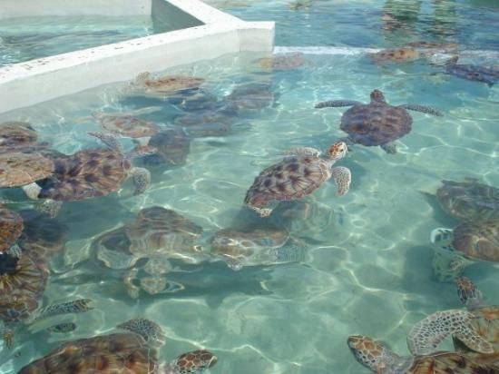 Meet and learn about turtles at Cayman turtle centre