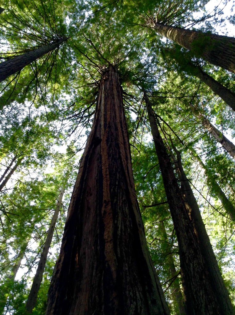 Redwood Forest.