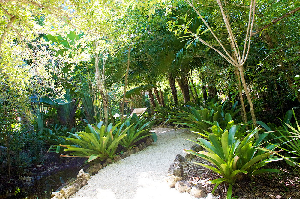 See Iguanas at the Queen Elizabeth II Botanical Garden