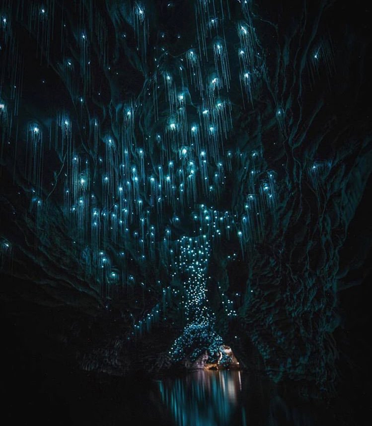 Waitomo Caves.