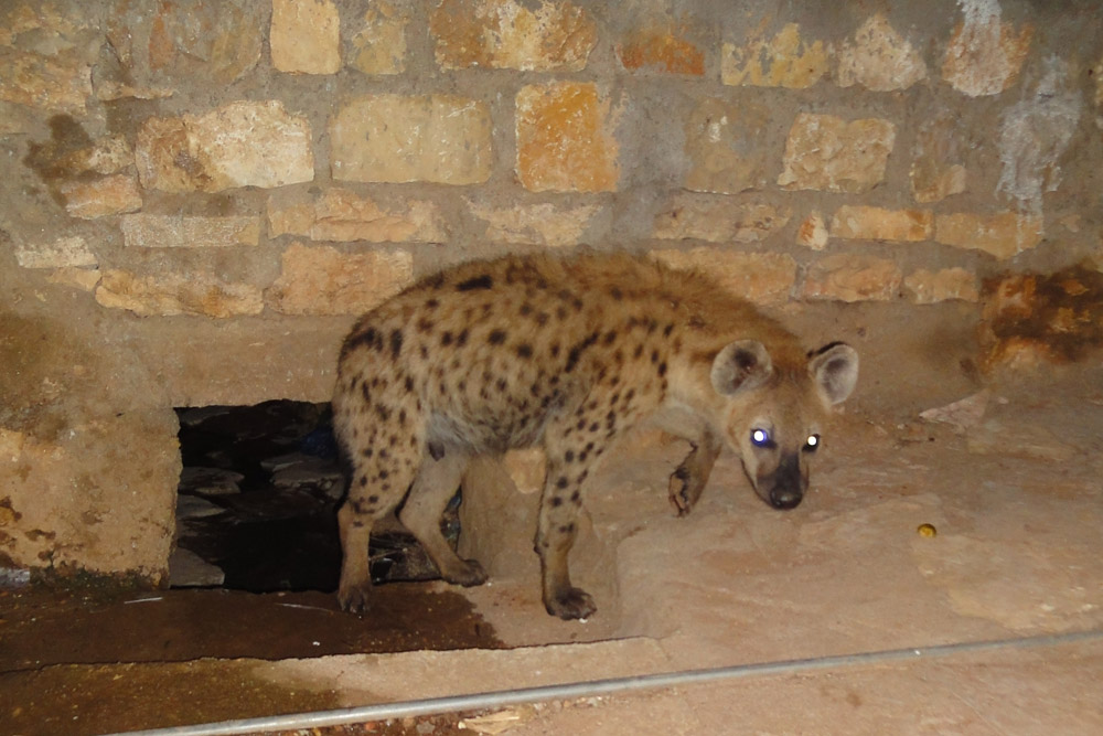 The Urban Hyenas of Harar Ethiopia