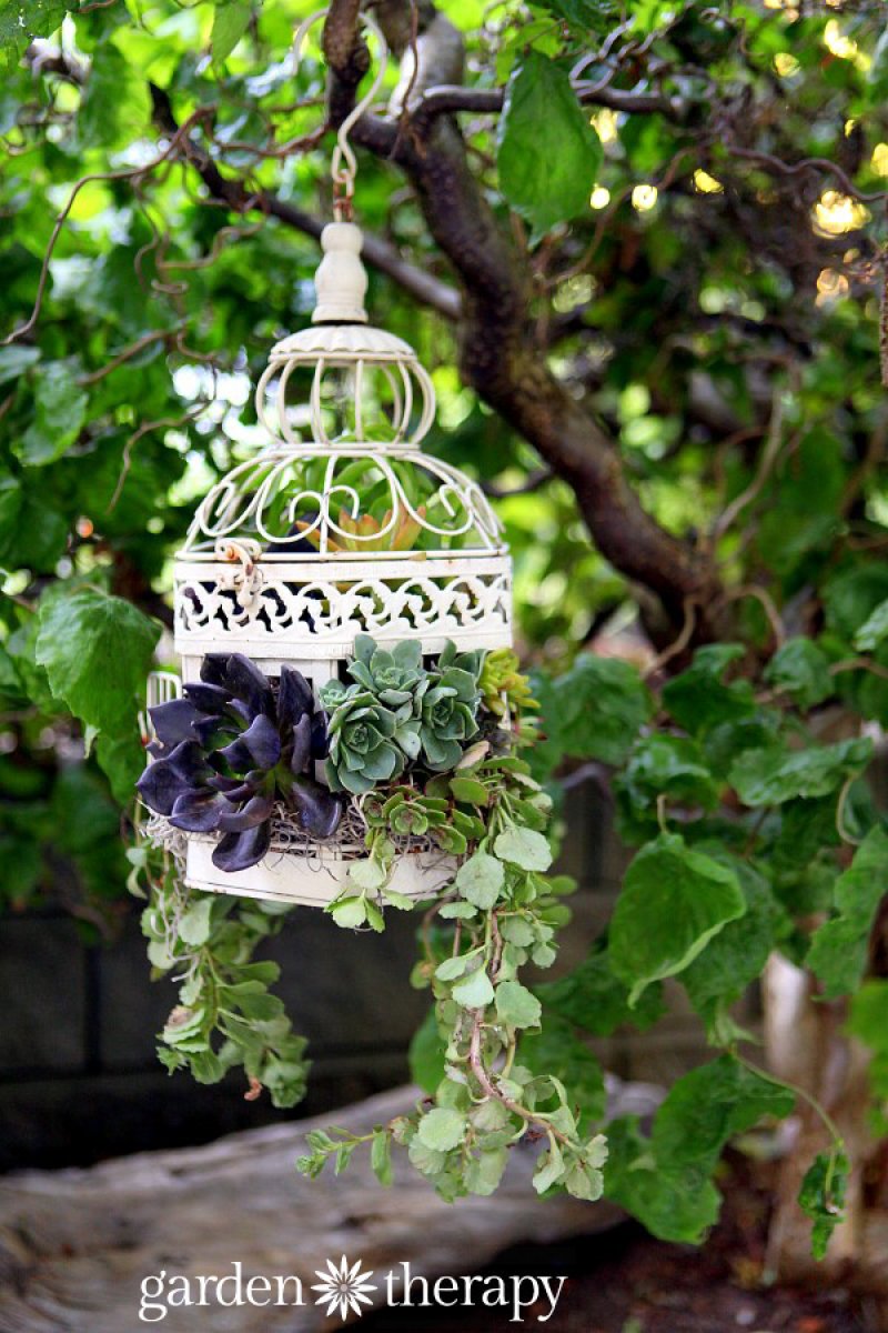 Birdcage Succulent Planter.