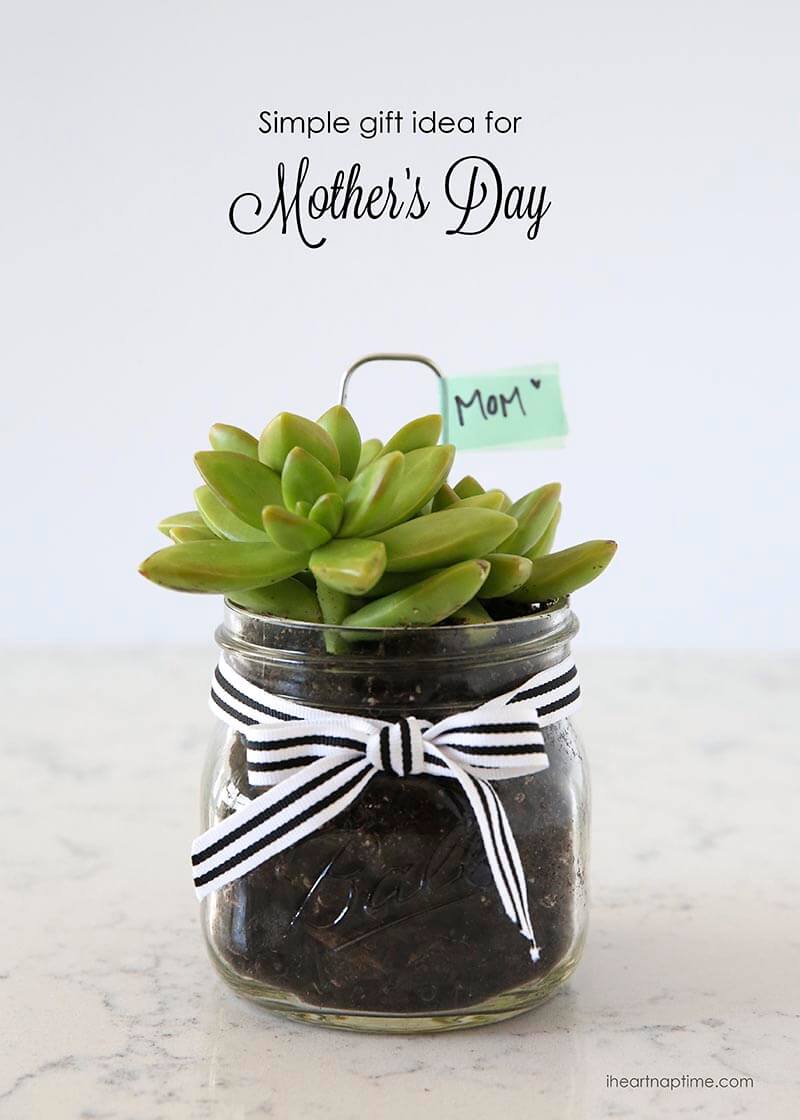 DIY Succulent Gift Idea.