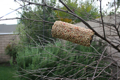 Toilet paper Roll Bird Feeders.