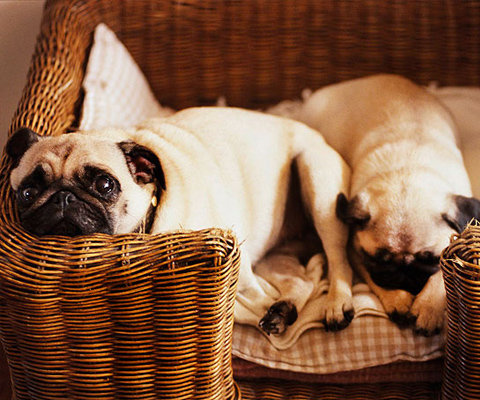 Basket Dog Bed.