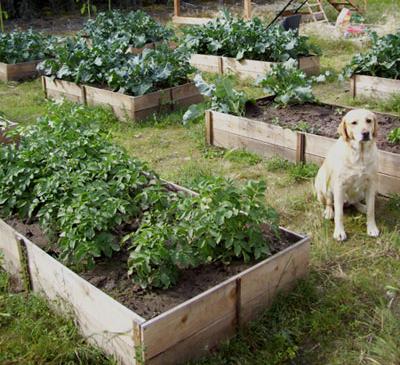 Cedar Raised Garden Beds.