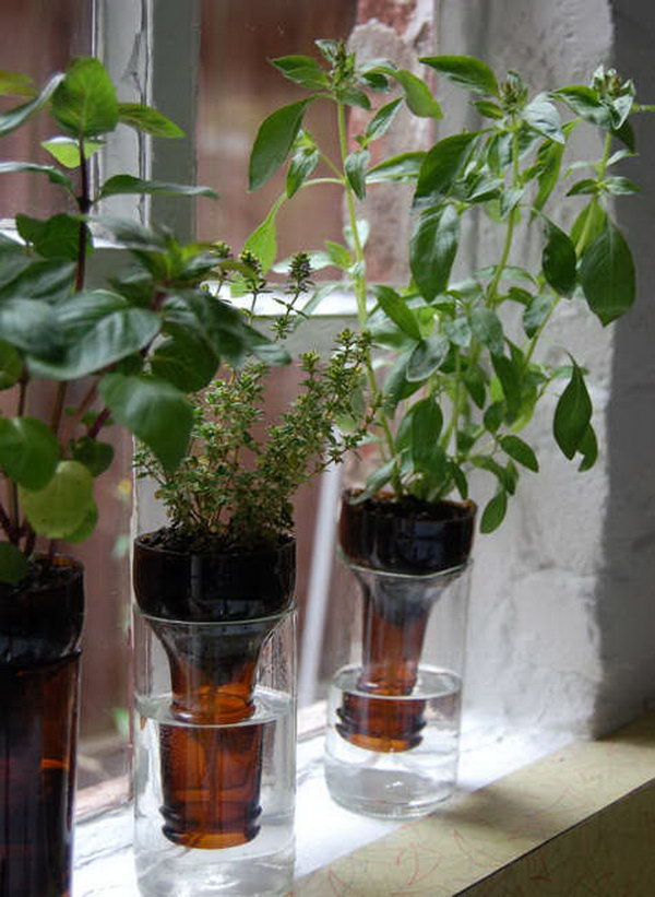 DIY Bottle Garden.