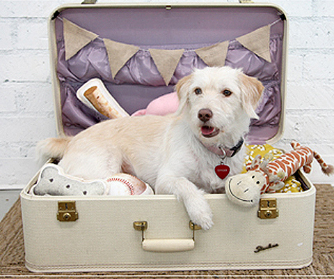 DIY Dog Bed From Suitcase.